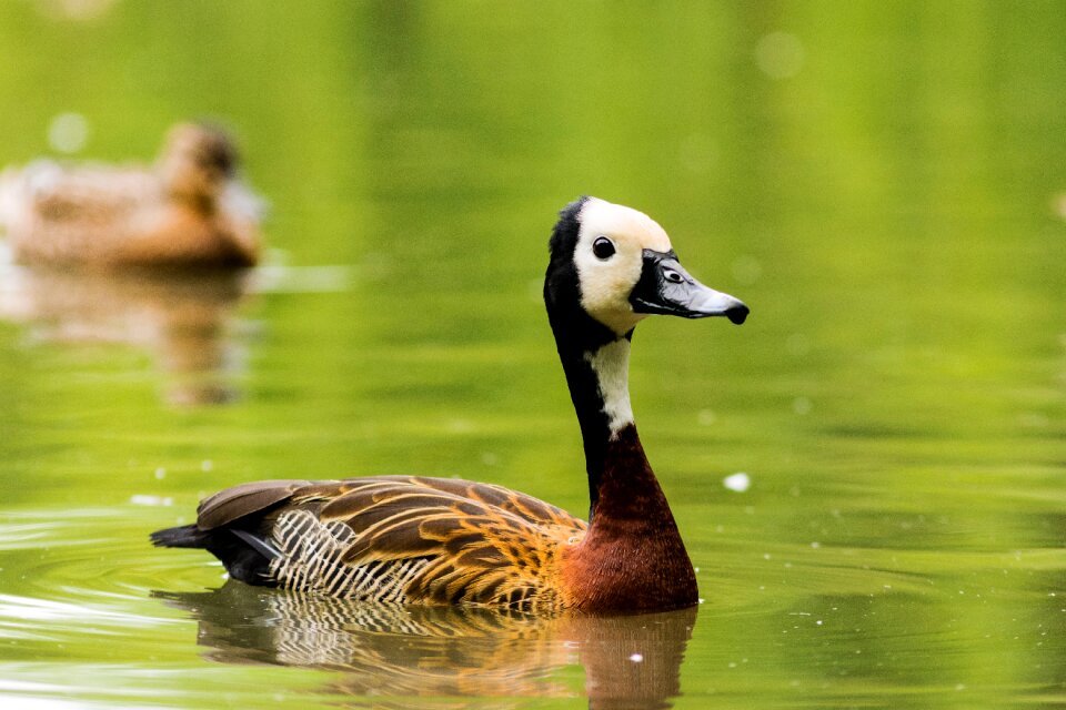 Nature duck water