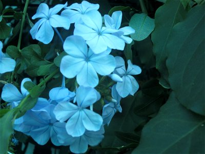 Plumbago auriculata flowers