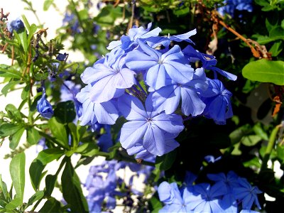 Plumbago auriculata flowers close up, Torrelamata, Torrevieja, Alicante, Spain