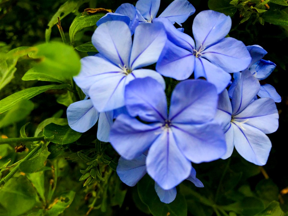Plumbago capensis in Miyako-jima