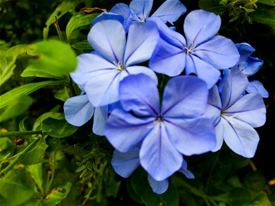 Plumbago capensis in Miyako-jima