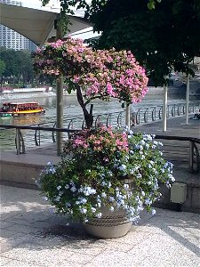 A potted Plumbago auriculata near the Esplanade – Theatres on the Bay, Singapore. photo