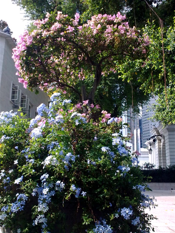 A potted Plumbago auriculata near the Esplanade – Theatres on the Bay, Singapore.