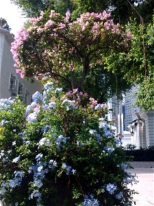 A potted Plumbago auriculata near the Esplanade – Theatres on the Bay, Singapore. photo