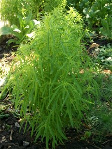 Bassia scoparia (Syn. Kochia scoparia L.