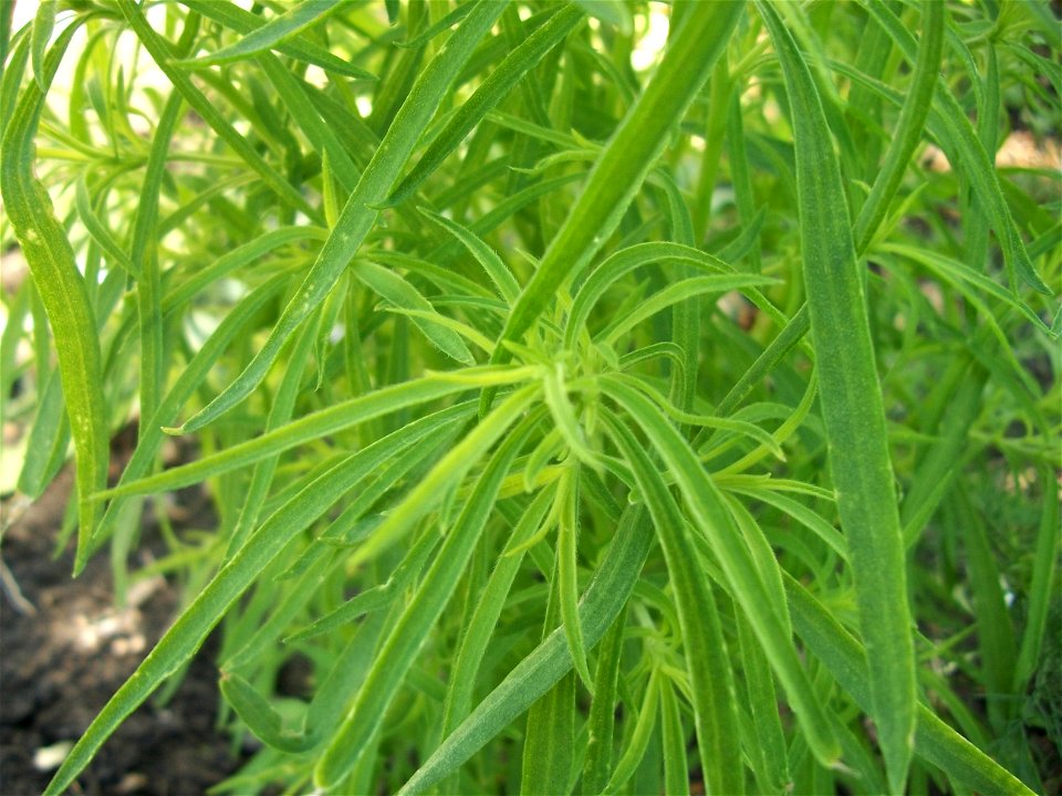 Bassia scoparia (Syn. Kochia scoparia L.