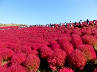 Miharashi no Oka (Hitachi Seaside Park)