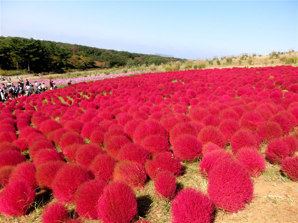 Miharashi no Oka (Hitachi Seaside Park)