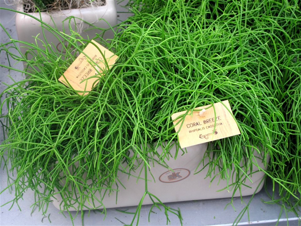 Rhipsalis cassutha in a garden centre. Identified by its commercial botanic label.