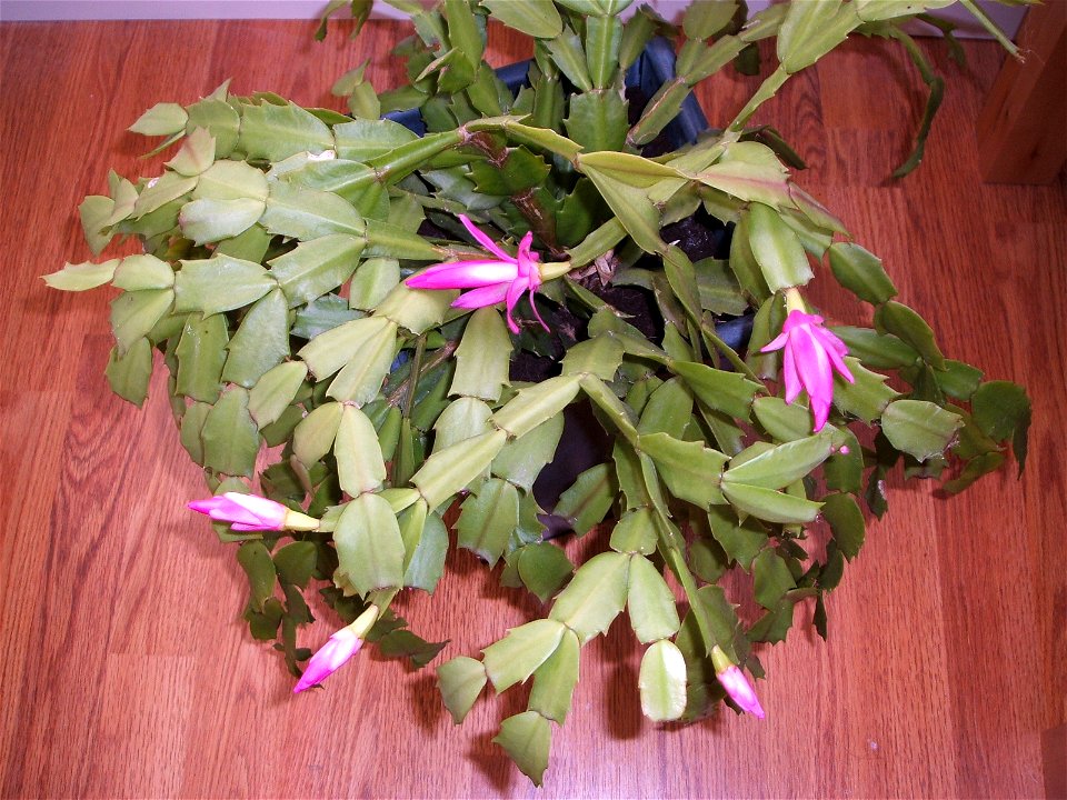Christmas Cactus in bloom