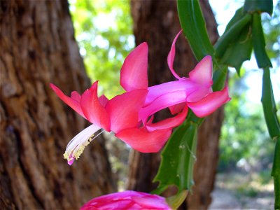 I am the originator of this photo. I hold the copyright. I release it to the public domain. This photo depicts a flower.