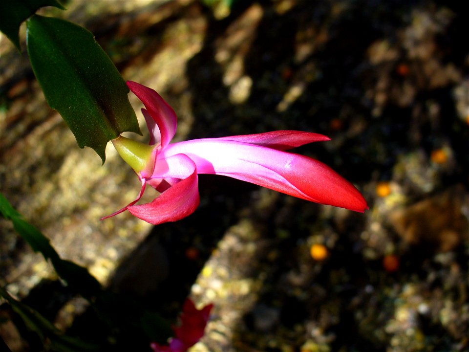 I am the originator of this photo. I hold the copyright. I release it to the public domain. This photo depicts a flower.