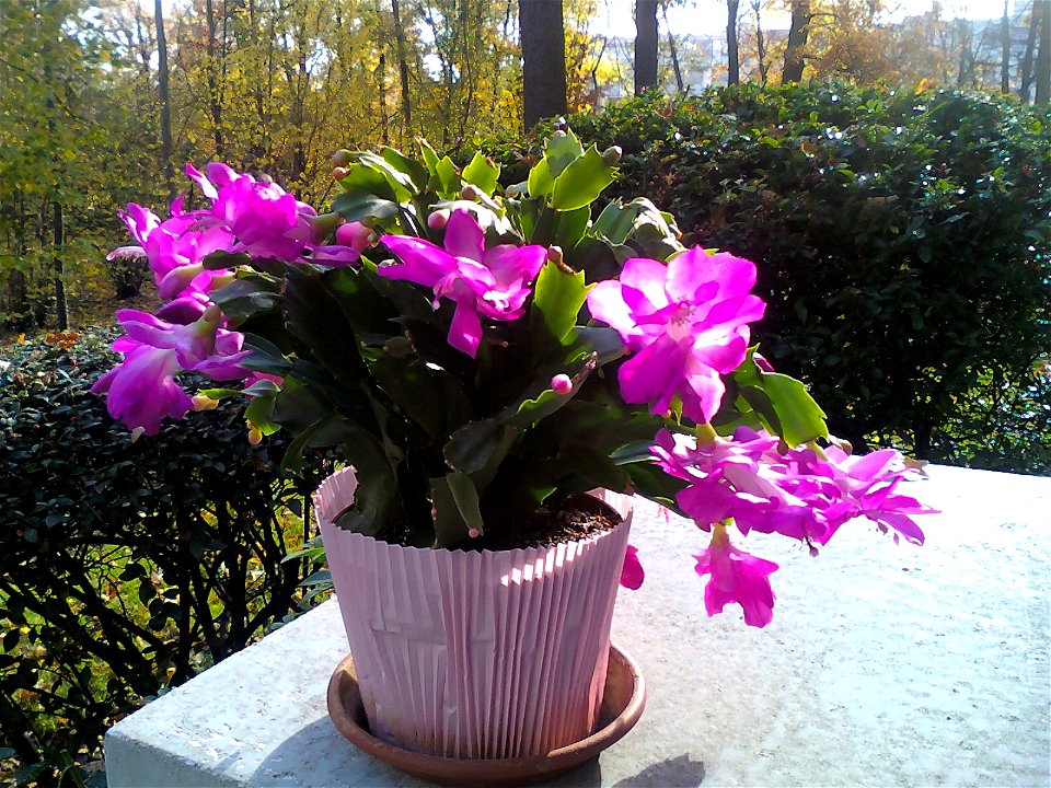 Schlumbergera truncata