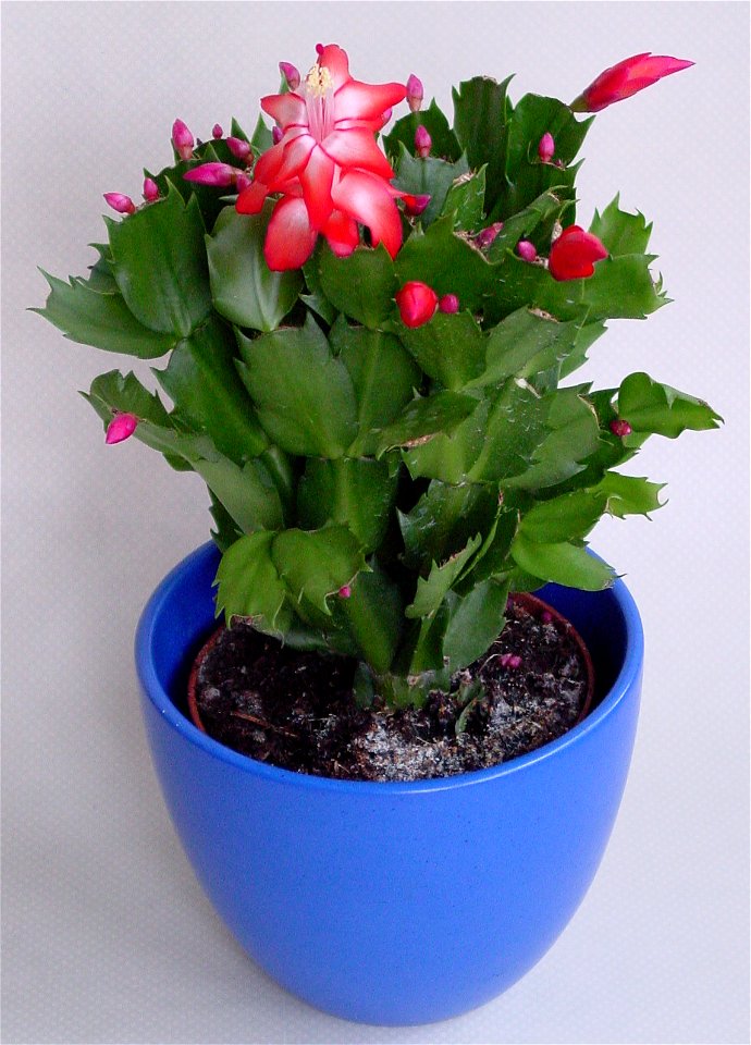 Schlumbergera spec., Christmas cactus
