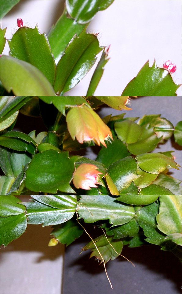 Schlumbergera new growth. The upper view shows bright red new cladodes forming, the centre shows maturing groth, the lower view shows two aerial roots extending down