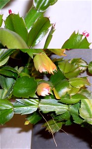 Schlumbergera new growth. The upper view shows bright red new cladodes forming, the centre shows maturing groth, the lower view shows two aerial roots extending down
