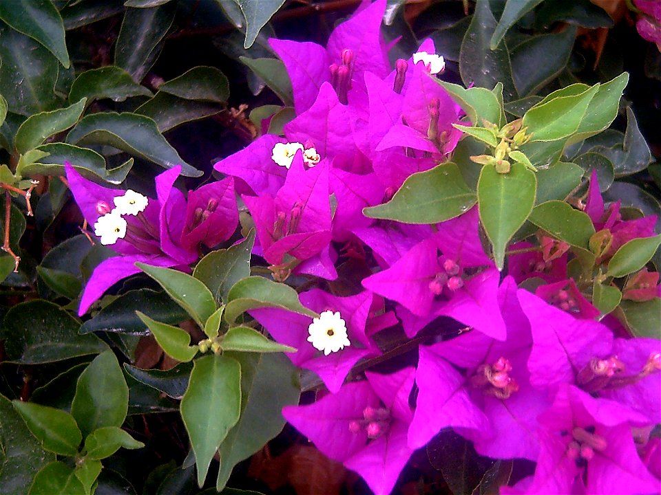 Bougainvillea spectabilis blossoms and flowers, Torrelamata, Torrevieja, Alicante, Spain