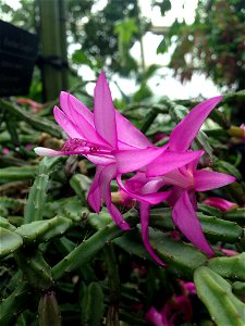 Hatiora rosea at Olbrich Botanical Gardens, Madison, WI
