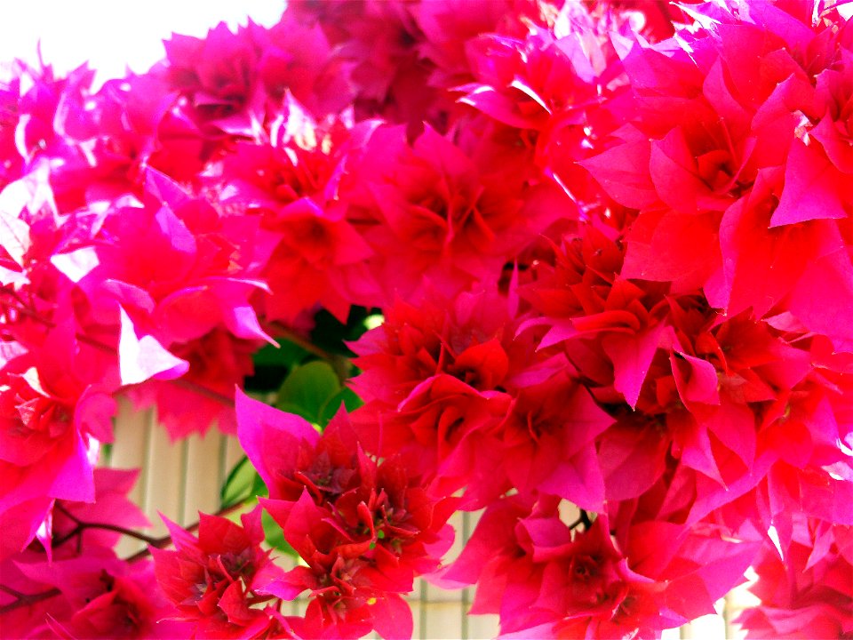 Bougainvillea spectabilis red leaves, Torrelamata, Torrevieja, Alicante, Spain
