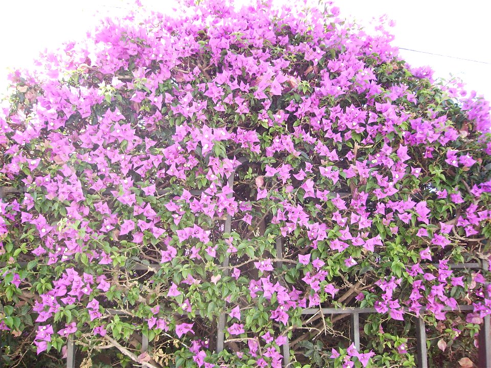 Bougainvillea spectabilis

Bougainvillea in august 2006 at Calella de Mar, Catalonia