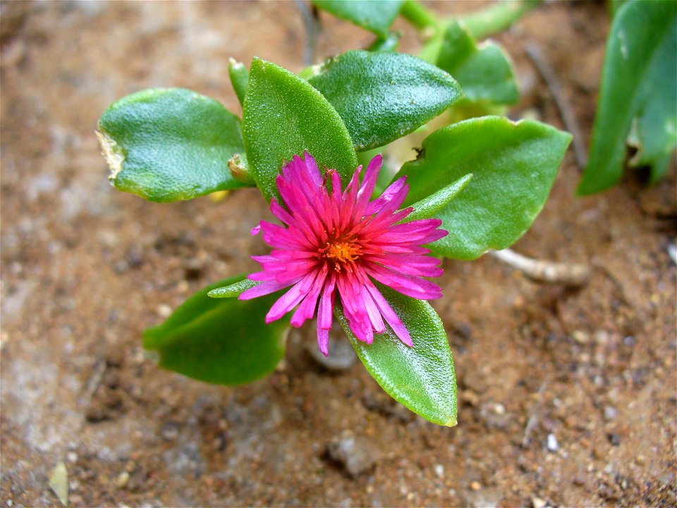 Aptenia cordifolia
