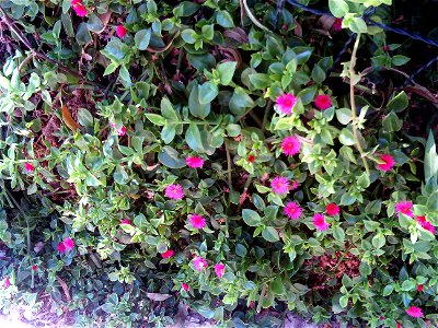 Aptenia cordifolia habitus, Torrelamata, Torrevieja, Alicante, Spain
