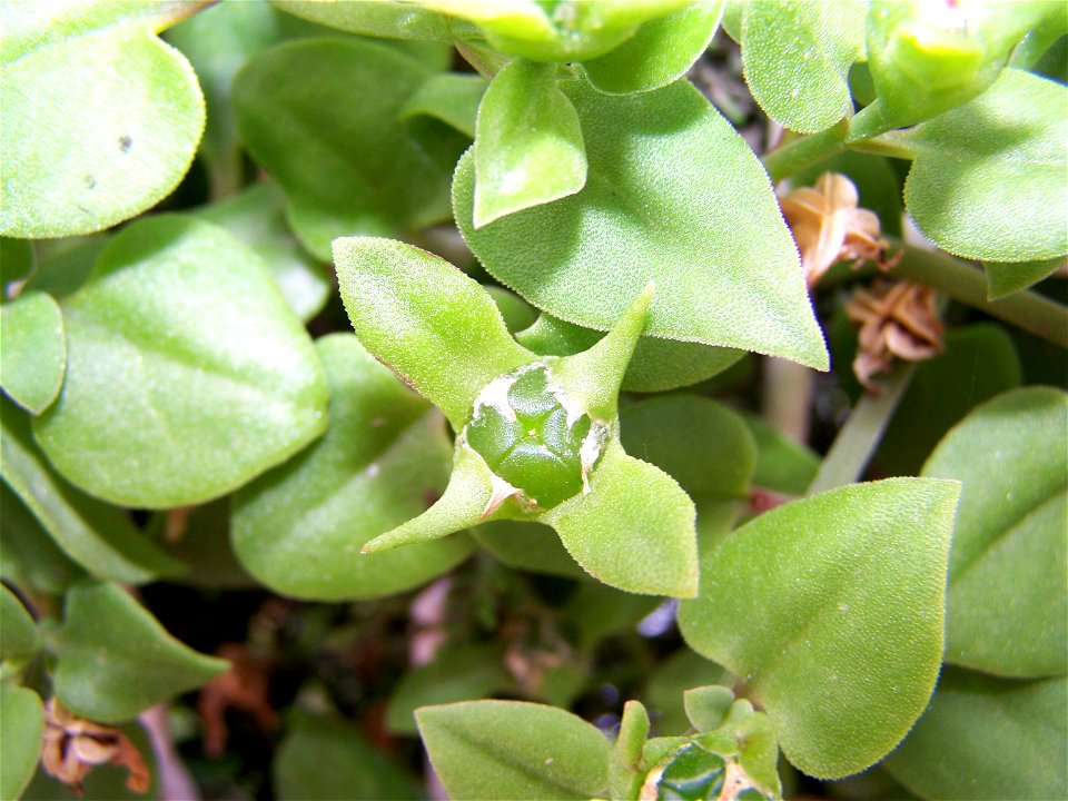Aptenia cordifolia Fruits and leaves, photo shot in parc güell, Barcelona, same plant as you can see on Image:Parc güell2.JPG