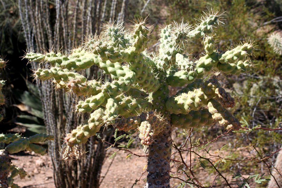 Chain Fruit Cholla (Opuntia fulgida); Cactus family (Cactaceae); native to Arizona & Northern Mexico.  Photographed at the Desert Botanical Garden, Phoenix, AZ.