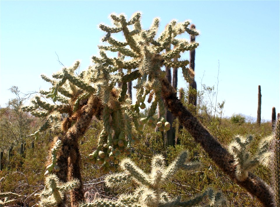Chain Fruit Cholla (Opuntia fulgida); Cactus family (Cactaceae); native to Arizona & Northern Mexico.  Photographed at the Desert Botanical Garden, Phoenix, AZ.