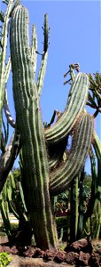 Cactus Pachycereus pringlei in the Madeira Botanical Garden in the city Funchal, Madeira
