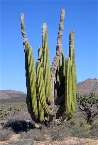 Pachycereus pringlei, cardón, sagueso, sahueso, giant cactus photo