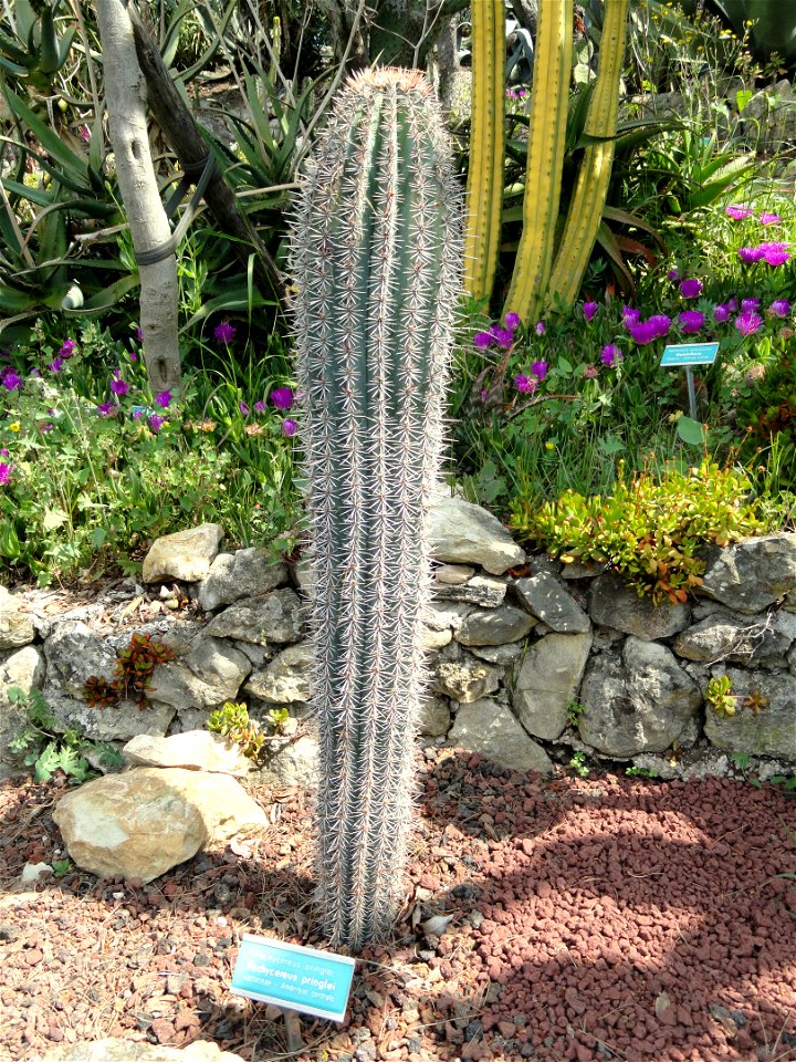 Pachycereus pringlei specimen in the Villa Ephrussi de Rothschild, Saint-Jean-Cap-Ferrat, France.