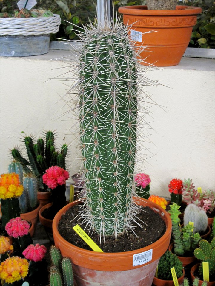 Pachycereus pringlei in a garden centre