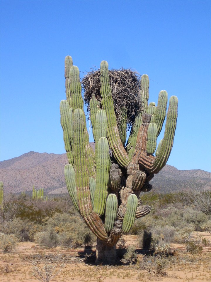 Pachycereus pringlei, cardón, sagueso, sahueso, with osprey nest, Sonora, Mexico