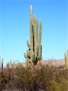 Valle de los Sahuaros, Valle de los Saguaros, Rancho Punta Estrella, San Felipe, Cactus, Baja California,Valle de los Gigantes, Puertecitos, Mexicali.De las plantas del desierto, la más impresionante photo
