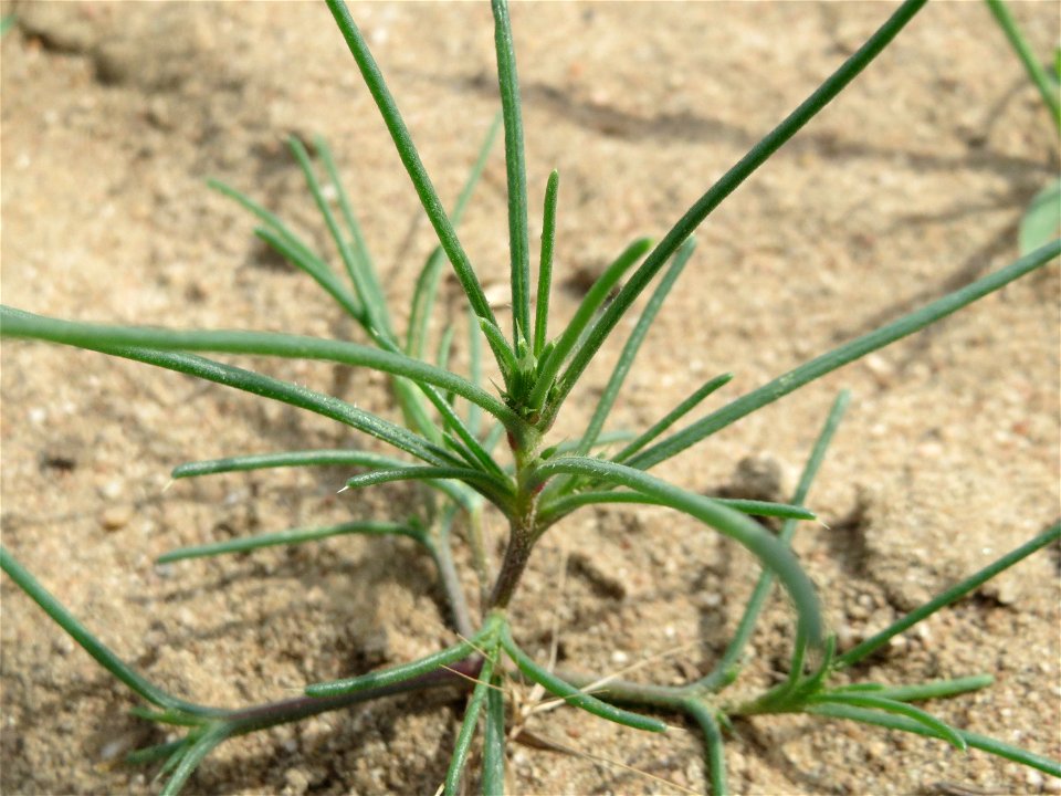 Ruthenisches Salzkraut (Salsola tragus) an den Oftersheimer Dünen