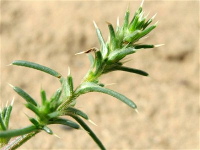 Ruthenisches Salzkraut (Salsola tragus) an den Oftersheimer Dünen