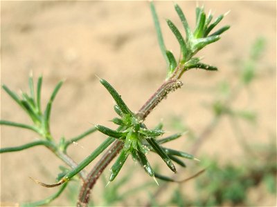 Ruthenisches Salzkraut (Salsola tragus) an den Oftersheimer Dünen