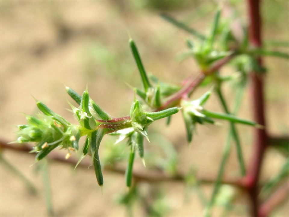Ruthenisches Salzkraut (Salsola tragus) an den Oftersheimer Dünen