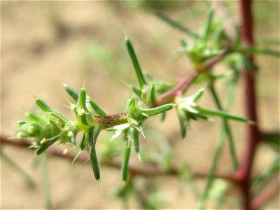 Ruthenisches Salzkraut (Salsola tragus) an den Oftersheimer Dünen