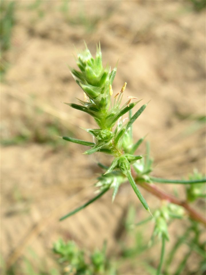 Ruthenisches Salzkraut (Salsola tragus) an den Oftersheimer Dünen