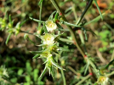 Ruthenisches Salzkraut (Salsola tragus) an der A61 bei Hockenheim - der Winterstreudienst macht die Verbreitung des Salzkrauts am Autobahndamm möglich