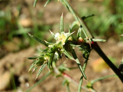 Ruthenisches Salzkraut (Salsola tragus) an der A61 bei Hockenheim - der Winterstreudienst macht die Verbreitung des Salzkrauts am Autobahndamm möglich