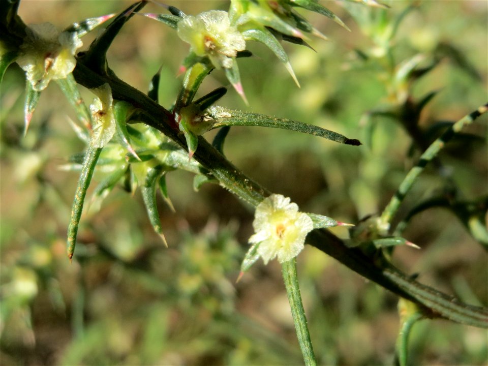 Ruthenisches Salzkraut (Salsola tragus) an der A61 bei Hockenheim - der Winterstreudienst macht die Verbreitung des Salzkrauts am Autobahndamm möglich