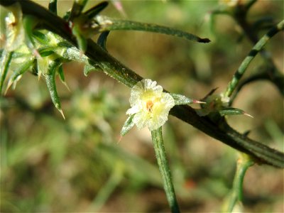 Ruthenisches Salzkraut (Salsola tragus) an der A61 bei Hockenheim - der Winterstreudienst macht die Verbreitung des Salzkrauts am Autobahndamm möglich