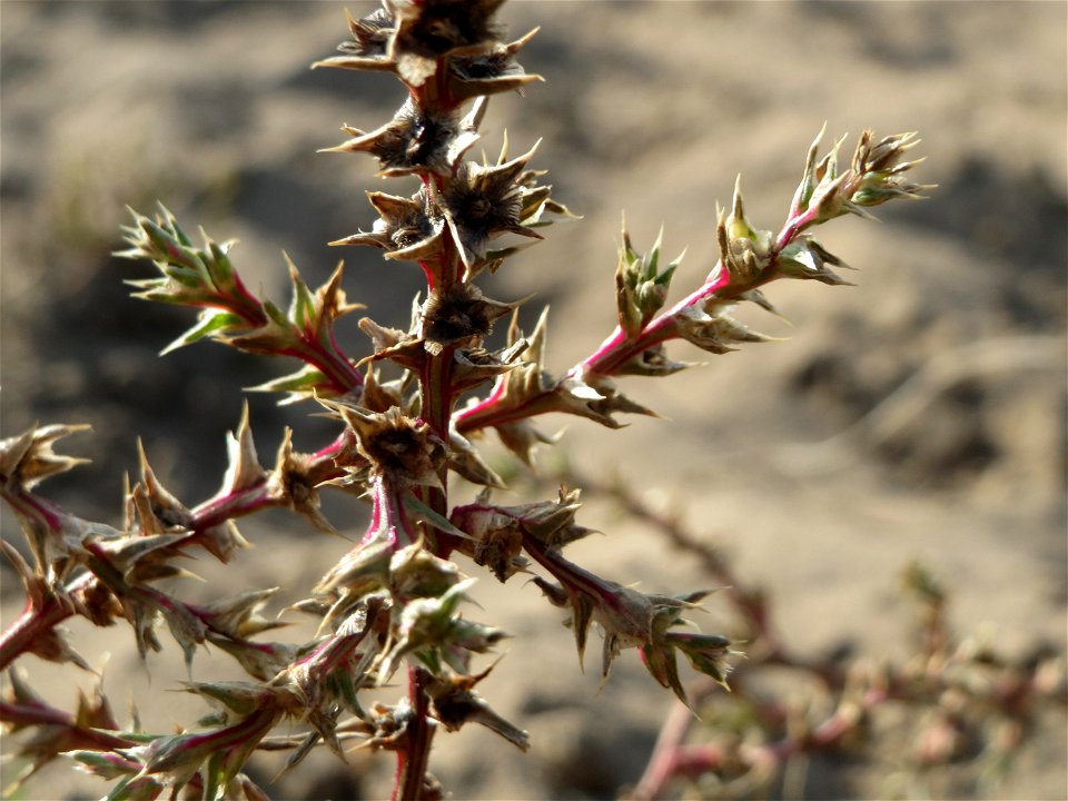 Ruthenisches Salzkraut (Salsola tragus) an den Oftersheimer Dünen