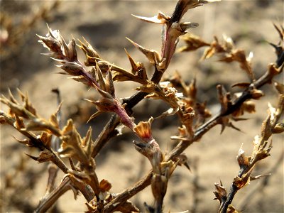 Ruthenisches Salzkraut (Salsola tragus) an den Oftersheimer Dünen