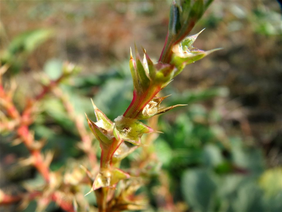 Ruthenisches Salzkraut (Salsola tragus) an den Oftersheimer Dünen