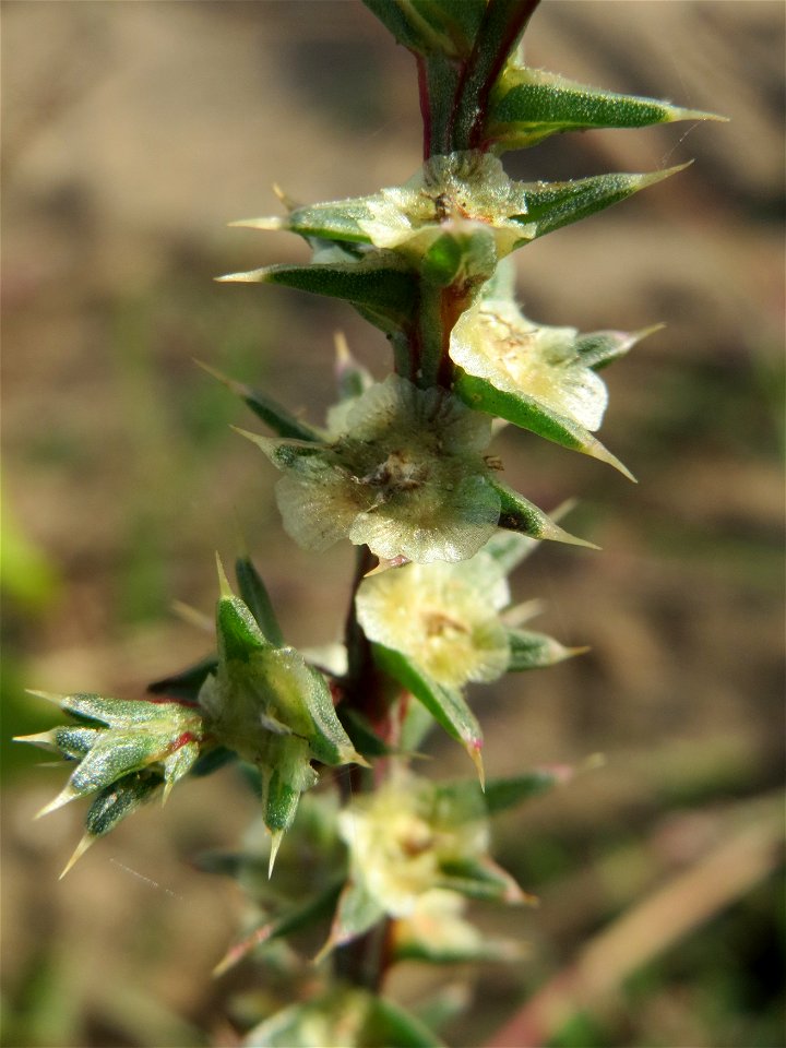 Ruthenisches Salzkraut (Salsola tragus) an den Oftersheimer Dünen