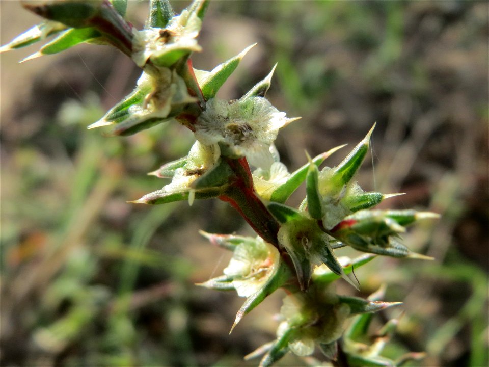 Ruthenisches Salzkraut (Salsola tragus) an den Oftersheimer Dünen